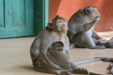 The monkeys of Wat Leu Temple Sihanoukville Cambodia