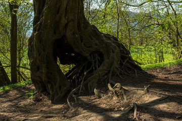smily baum