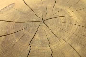 Oak cracked split with growth rings