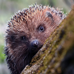 Hedgehog on a tree