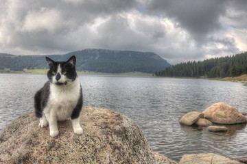 Luna the Adventure kitty Explores the World