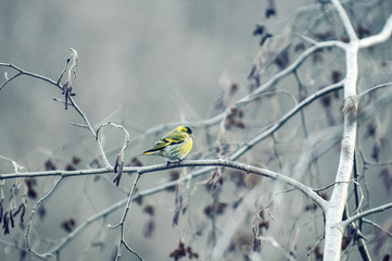 The birds sit on the branches covered with snow. Birds on the branches. Branches in the snow.