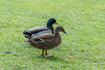 stockenten paar auf der wiese