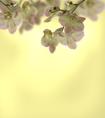 Naklejka premium yellow-pink Orchid flower Phalaenopsis butterfly on black background