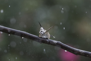 Playing in the Warm Summer Rain