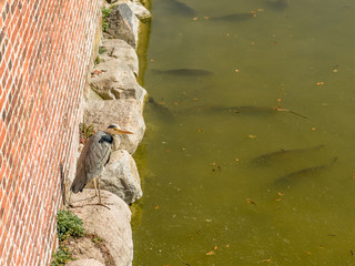 Fischreiher auf der lauer 