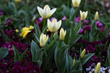 白いチューリップ