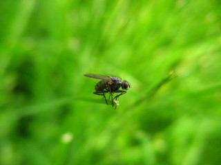 fliege macro wiese