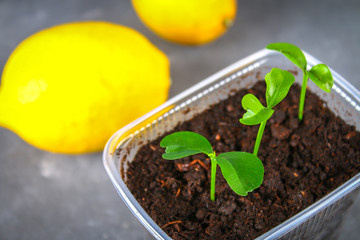 A green sprout of lemon in a pot. Seedling from the bones. Ripe lemon fruit next to a tree.