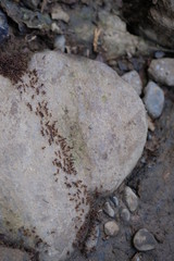 Ants crossing a stone