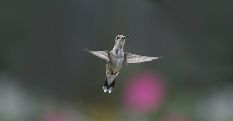 Protector for the Day