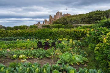 Fototapeta na wymiar Cabbage in the garden of Castle of Mey, Scotland, Britain,