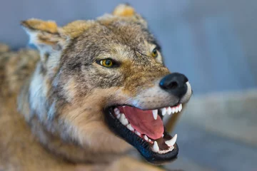 Papier Peint photo Lavable Loup The wolf grins his teeth. The mouth of a wolf. Stuffed wolf. Taxidermy. Making a stuffed animal.