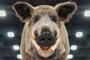 The boar looks at the camera. Muzzle of a wild boar. Fangs and mouth of a wild pig. Wild animals....