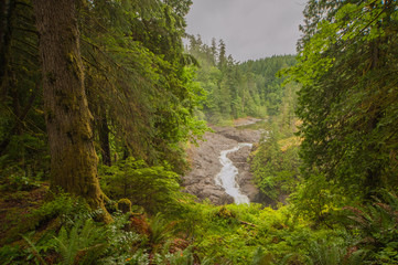 Elk River, gleichnamiger Provincial Park in Westkanada, Fluss f&uuml;hrt durchden Regenwald, bemooster Baum und Farne im Vordergrund, vorherschende Farbe gr&uuml;n.