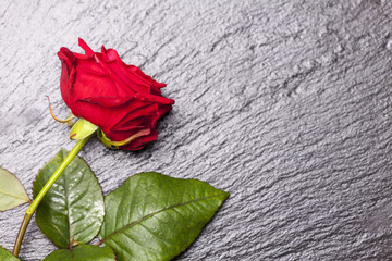Nahaufnahme von einer schönen roten Rose