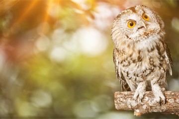 Owl.