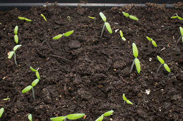 Tomato seedlings in soil