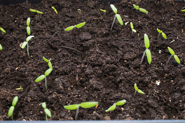 Tomato seedlings in soil
