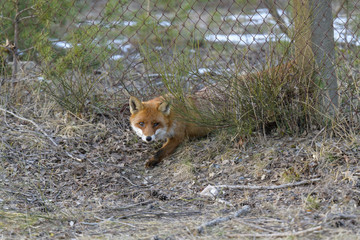 Ein Fuchs zwängt sich unter eienm Zaun hindurch