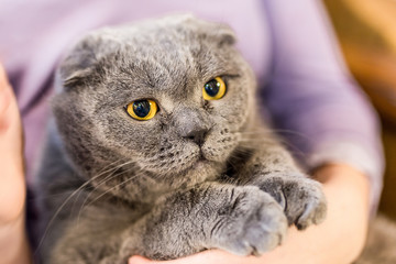 Close up portrait of grey fluffy cat on owner hand. Fat satisfied cat with big yellow eyes. Home pet care and friendship