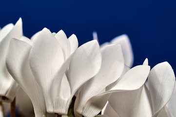 the white flower violet Alpine in spring in garden.