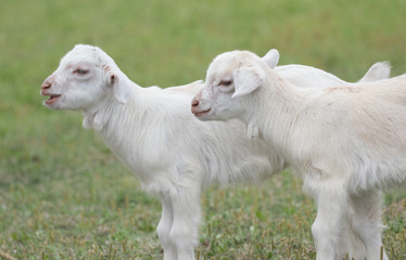 Obraz premium 沖縄の山羊