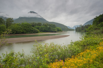 Der Skeena River am Yellowhead Hwy, Highway nach Port Rupert, Fluss f&uuml;hrt ins Bild, im Hintergrund wolkenverhangener Berg, rechts vorne gelber Bl&uuml;tenteppich. Sandbank in Flussmitte.