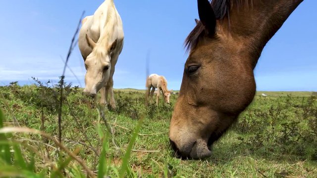 Horses with a foal grazing in a green pasture