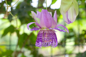 Pink orchid of Costa Rica