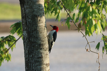 Woodpecker