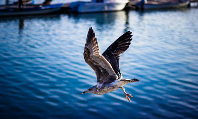 Algarve Seagull - Olhão Portugal