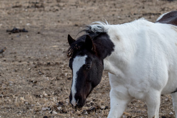 Paint horse in shaggy winter coat midium shot