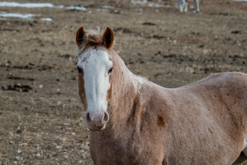 Horse in its winter coat looking a the camera