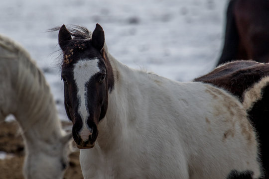 Paint Horse In Shaggy Winter Coat Looking At The Camera