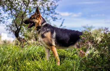 German Breeds - German Shepherd 