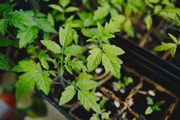 Seedlings are growing from arid soil with morning sun is shining, concept of global warming.Young...