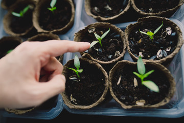 Seedlings are growing from arid soil with morning sun is shining, concept of global warming.Young...