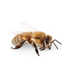 Bee.