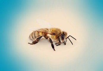 Bee.