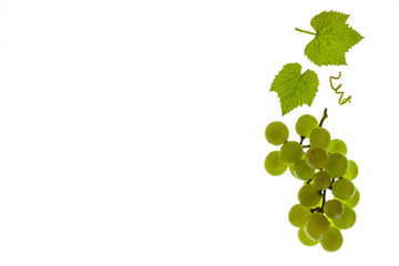 bunch of white wine grapes with leaves on white background with copy space