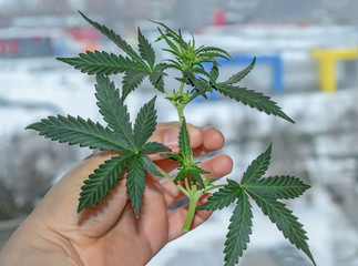 sprig of cannabis marijuana hemp in hand arm on the background of the winter cityscape for smoking...