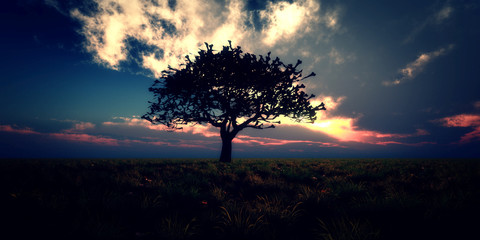 Fototapeta na wymiar sunrise tree on field