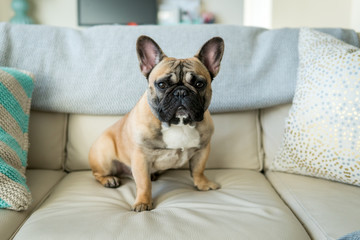 French Bulldog on couch horizontal