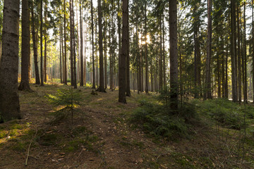 Beautiful spring misty forest at sunset.