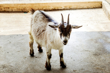 Goat baby in the stall farm thailand.