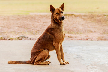 stray dog sitting on a cement floor.