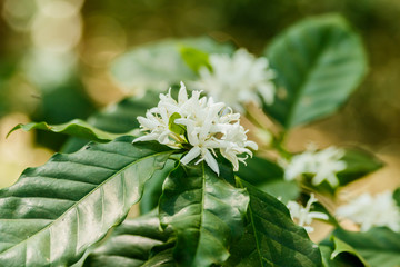 white  coffee flower on coffee tree,