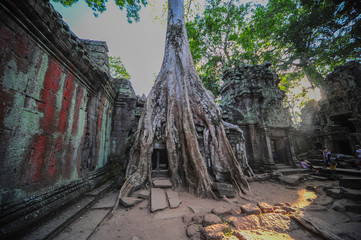 Tempel Ta Phrom- Vom Dschungel &uuml;berwuchertes Bauwerk der Khmer, im Vordergrund gro&szlig;e Wurzel, die Bauwerk einh&uuml;llt, die untergehende Sonne f&auml;llt von rechts ins Bild.