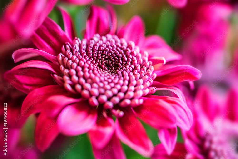 Wall mural close-up of purple chrysanthemum flower